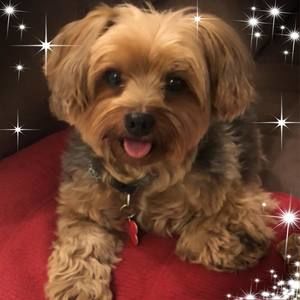 Meet your Posher, Joyce